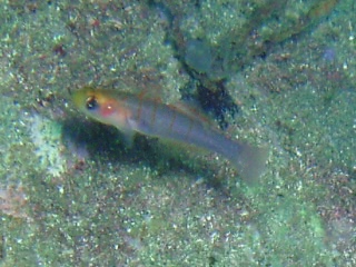 「チャガラ」のサムネイル画像