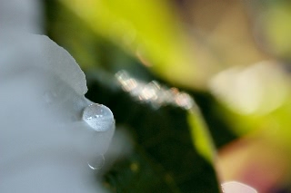 「桔梗咲き朝顔」のサムネイル画像