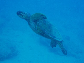 「アオウミガメ(Green turtle)」のサムネイル画像