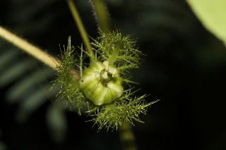 「トケイソウ」のサムネイル画像