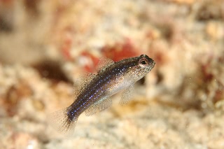 「ホシハゼ属の一種」のサムネイル画像