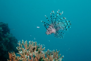 「ハナミノカサゴ」のサムネイル画像