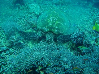「アオウミガメ(Green turtle)」のサムネイル画像