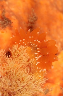 「アケボノウミウシ」のサムネイル画像