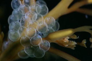 「シワイカナゴ」のサムネイル画像