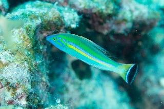 「オグロベラ」のサムネイル画像