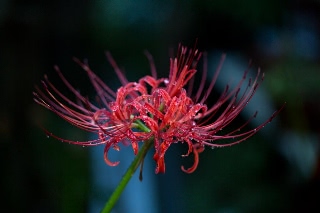 「ヒガンバナ」のサムネイル画像