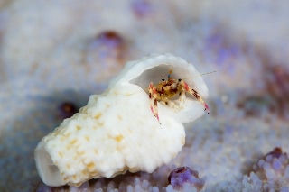 「カザリサンゴヤドカリ」のサムネイル画像