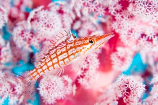「クダゴンベ(longnose hawkfish)」のサムネイル画像