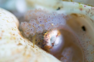 「ミズダコ」のサムネイル画像