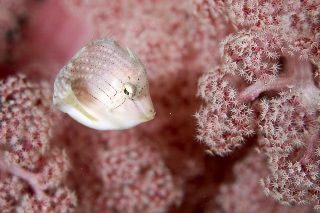 「カワハギ」のサムネイル画像