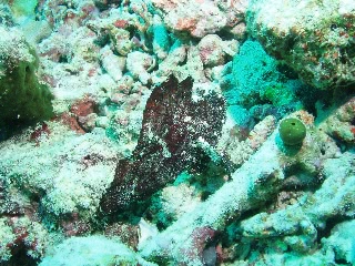 「ハダカハオコゼ」のサムネイル画像