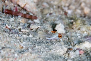 「ヒレフリサンカクハゼ」のサムネイル画像