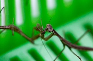 「オオカマキリ」のサムネイル画像