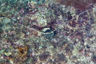 「ゴシキエビ(Painted rock lobster)」のサムネイル画像