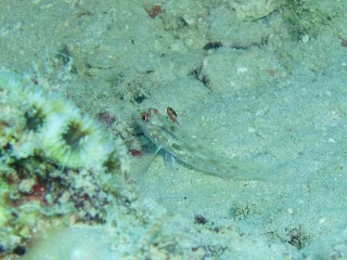 「ヒレフリサンカクハゼ」のサムネイル画像