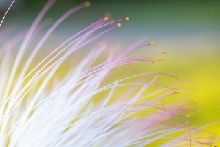 「サガリバナ(下り花)」のサムネイル画像