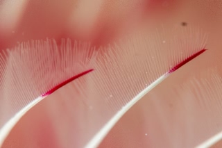 「オオシライトゴカイ」のサムネイル画像