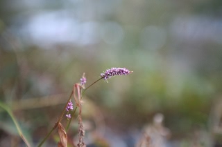「植物の仲間」のサムネイル画像