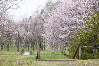 「オオヤマザクラ(エゾヤマザクラ,ベニヤマザクラ)」のサムネイル画像