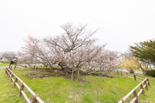 「チシマザクラ(千島桜)」のサムネイル画像