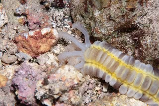 「オオイカリナマコ(Synaptid sea cucumbers)」のサムネイル画像