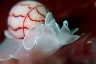 「ベニシボリガイ」のサムネイル画像