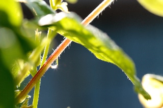 「桔梗咲き朝顔」のサムネイル画像