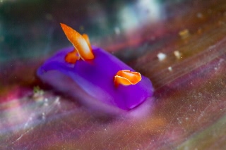 「ムラサキウミコチョウ」のサムネイル画像