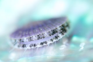 「ホタテガイ」のサムネイル画像