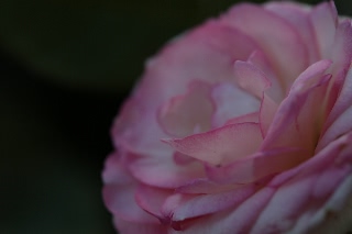 「バラ」のサムネイル画像