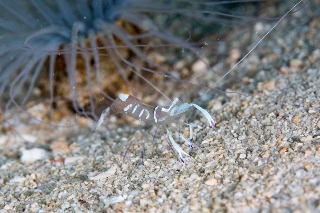 「オドリカクレエビ」のサムネイル画像