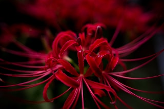 「ヒガンバナ」のサムネイル画像