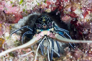 「ゴシキエビ(Painted rock lobster)」のサムネイル画像