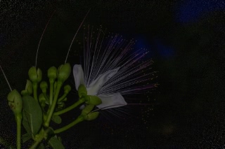 「サガリバナ(下り花)」のサムネイル画像