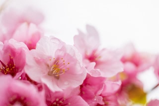 「カワヅザクラ(河津桜)」のサムネイル画像