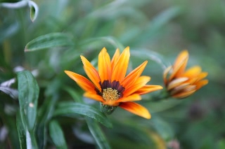 「植物の仲間」のサムネイル画像