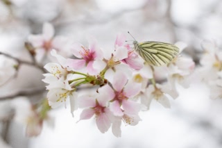 「オオヤマザクラ(エゾヤマザクラ,ベニヤマザクラ)」のサムネイル画像