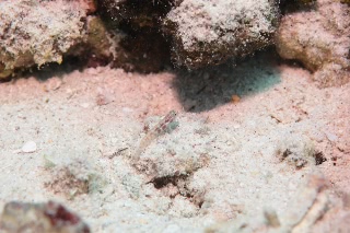 「ハゼの仲間」のサムネイル画像