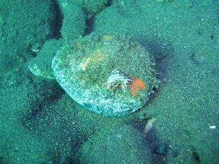 「ホシゾラウミウシ」のサムネイル画像