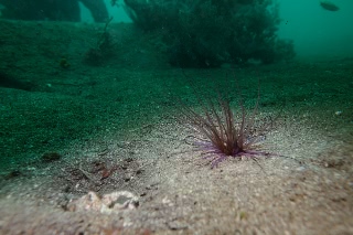 「無題」のサムネイル画像