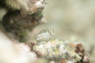 「カエルウオの仲間」のサムネイル画像