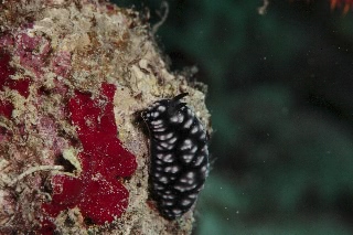 「コイボウミウシ」のサムネイル画像