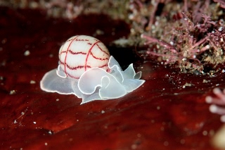 「ベニシボリガイ」のサムネイル画像