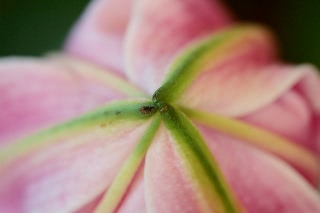 「ソルボンヌ」のサムネイル画像