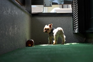 「ヨークシャー・テリア(Yorkshire Terrier)」のサムネイル画像