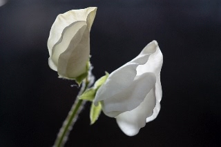 「スイートピー(カオリエンドウ,ジャコウレンリソウ,ジャコウエンドウ)」のサムネイル画像