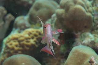 「キンギョハナダイ(Indian)(Indian Lyre-tail Basslet)」のサムネイル画像