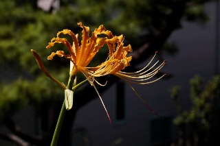 「オーレア(ショウキズイセン)」のサムネイル画像