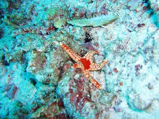 「ジュズベリヒトデ」のサムネイル画像